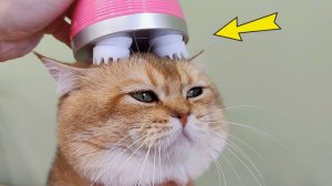 6 САМЫХ ПРИКОЛЬНЫХ ИГРУШЕК ДЛЯ КОШЕК С АЛИЭКСПРЕСС!