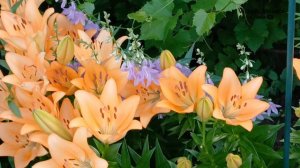 Лилии очень красивые на даче! 👍🌺🌺
