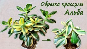 Обрезка крассулы Альба