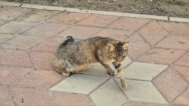 Коты и Собаки
