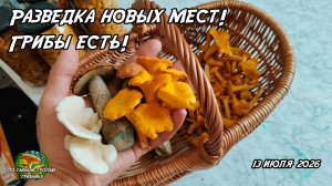 Разведка новых мест! Грибы есть! 13.07.26