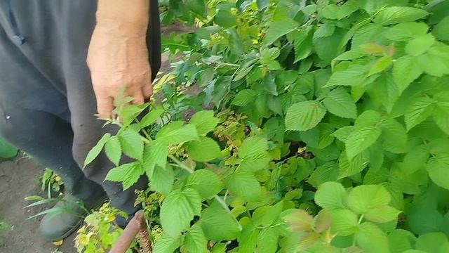 Дождик молодец,отдыхаем от огородных дел. смотреть онлайн