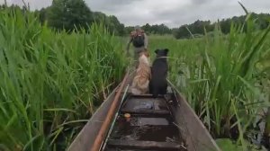 Рыболовный лагерь на бурной реке, палатка с дровяной печью и собаки
