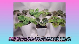 Пересадки фиалок на ПМЖ.
