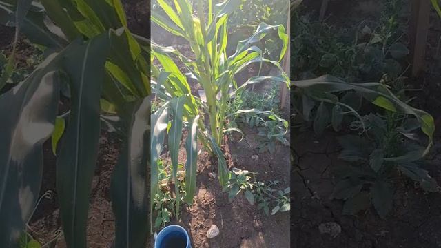 Синие томаты😎, перцы, баклажаны.. Что выросло из моей рассады🤷♀️ смотреть онлайн