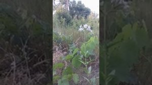 РОЛИК ОТ ВИТАЛИНЫ