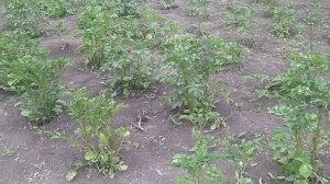 Эти сорта картофеля колорадский жук не любит. А эти обожает