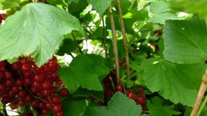 Красная смородина. Пора собирать, пока не собрали птички.