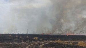 В Нефтекумском округе  Ставрополья сгорело  140  гектаров пшеницы