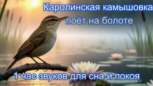 Каролинская камышовка поёт на болоте под кваканье лягушек: звуки природы для глубокого расслабления
