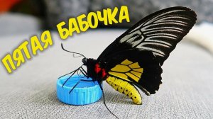 Бабочкариум! Пятая бабочка, Птицекрылка! Бабочкарий.