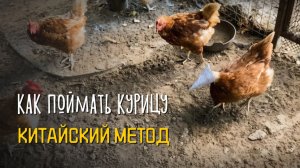 Как БЫСТРО ПОЙМАТЬ КУРИЦУ: забавный лайфхак из Китая 📄