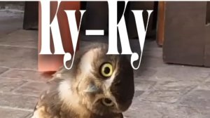 После драки кулаками не машут#петровская