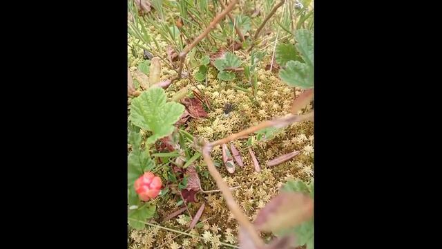 Паучиха-волк с коконом на тундре Wolf Spider On The Tundra