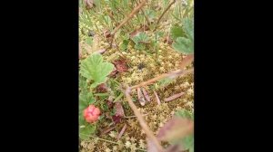 Паучиха-волк с коконом на тундре Wolf spider on the tundra