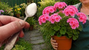 1 Ложка и любой цветок зацветет пышной шапкой за один день!