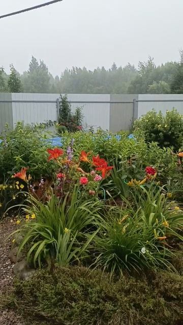 Мой сад🌸🏡❤️