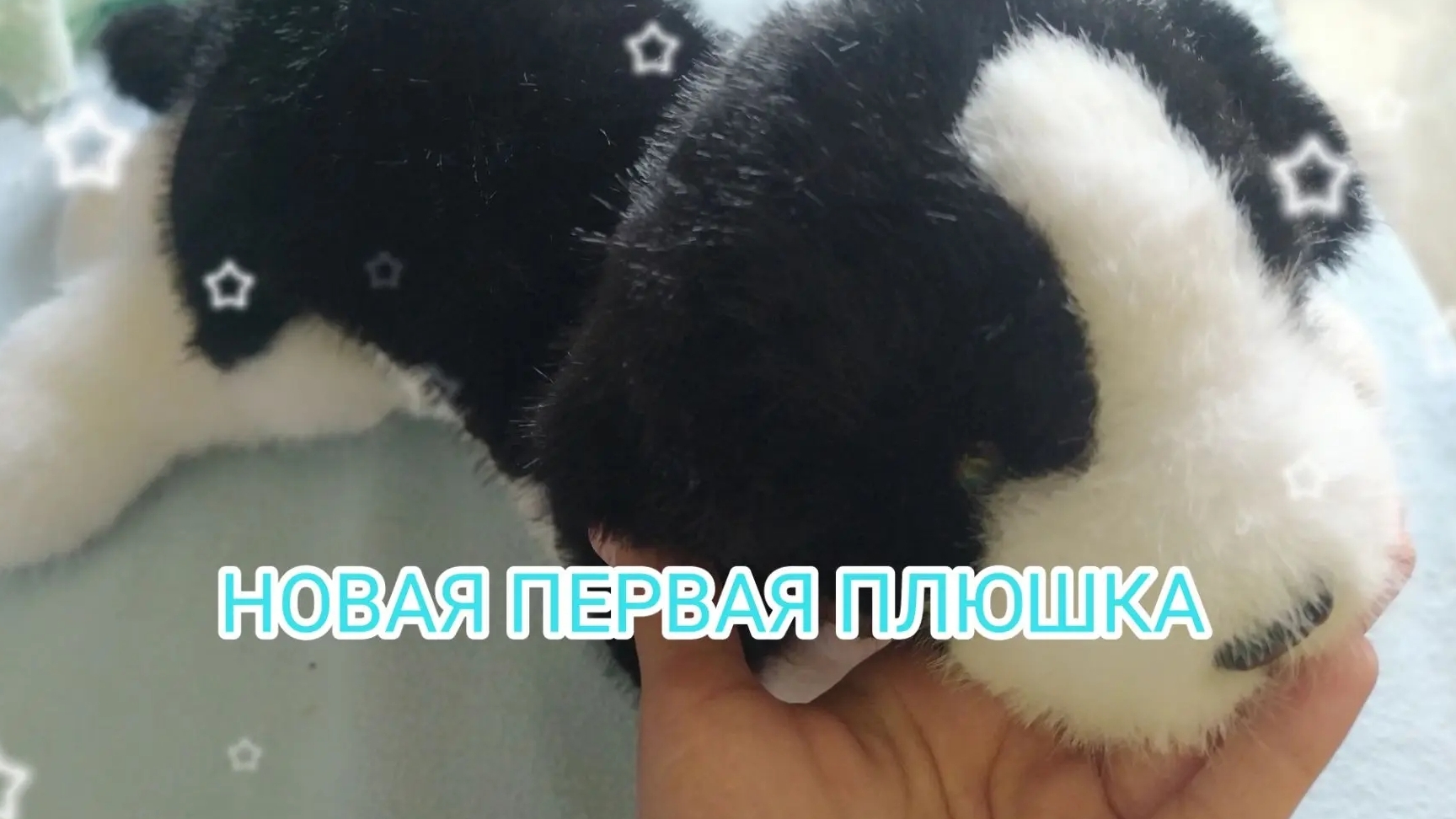 НОВАЯ СОБАКА❤️❤️❤️