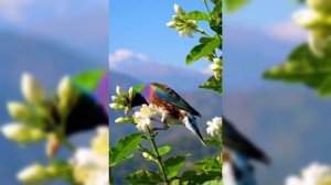 Гульдийский вьюрок .
