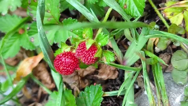 ПРИРОДА ГОРОД ЗАРИСОВКИ