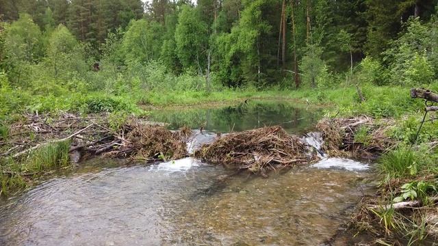 Бобёр возле Тёплого ключика на Сказе.