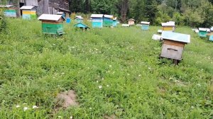 Медосбор в тайге закончен, не начинаясь. Планы дальше.