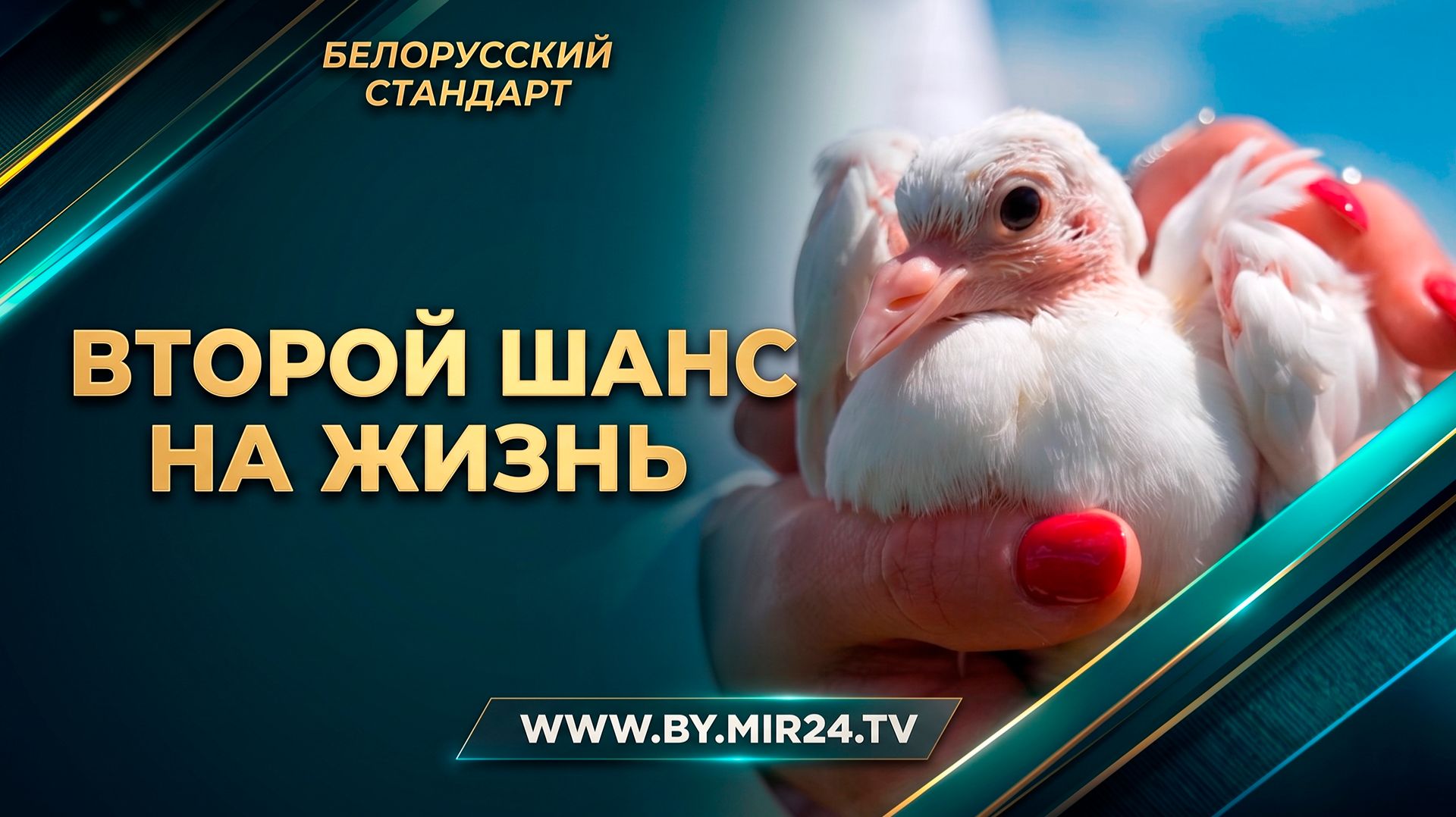 Как в Беларуси спасают животных, которых предали? смотреть онлайн