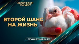 Как в Беларуси спасают животных, которых предали?