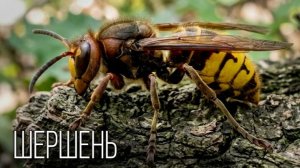 Шершень: гигантская оса, король воздушного боя и спаситель садов