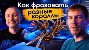 Как фраговать кораллы. Практические советы от Алексея S