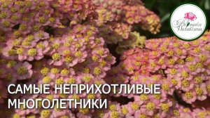Самые неприхотливые цветы. Тысячелистник