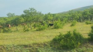 Едем в Хакасию На дороге благородные лошади.