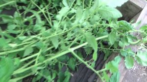 У меня нет ни кладоспориоза, ни фитофторы, потому что нет условий для их развития. 11 июля 2026.