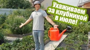 Клубника в июле после плодоношения: чем подкормить и обработать