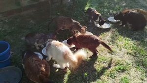 Барсик привыкает к компании кошек🐈🥣👨🍳😺😽😺
