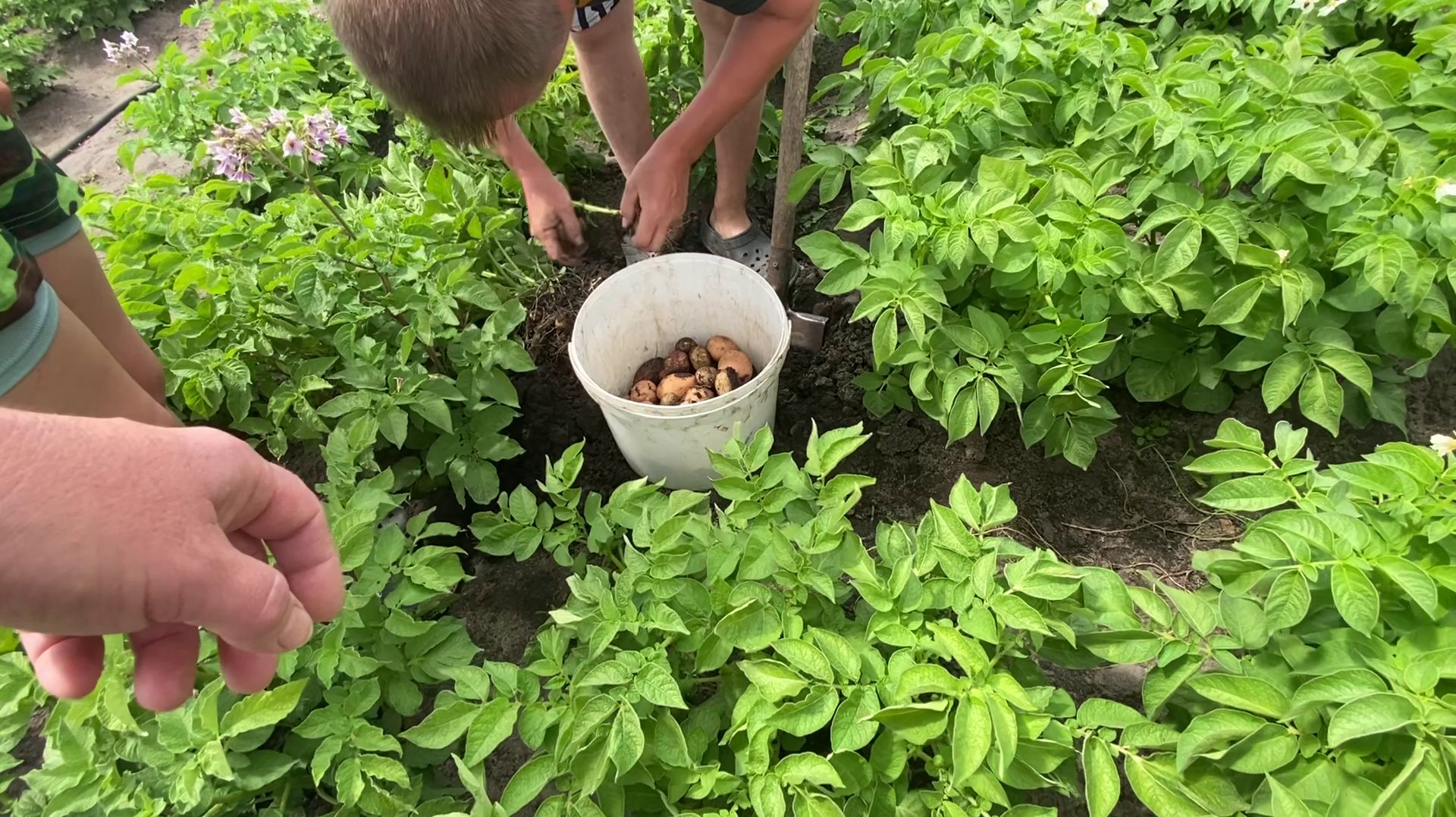 Стоит ли паниковать? Копаем картошку🥔🎉Летняя жизнь в деревне🌄🏘️🌾