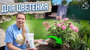 Какие удобрения нужны для цветения роз до морозов. Почвопокровная роза Фейри: 140 бутонов в один миг