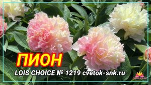 ПИОН «LOIS CHOICE»/Сад Ворошиловой