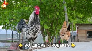 Содержание кур в домашних условиях и других птиц во дворе у Роберта 🐣🐤🦆🐔🪿🦃 (551)