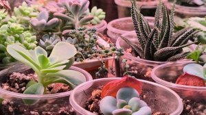 Азы ухода за суккулентами. Часть 1