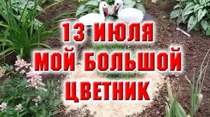13 июля. Мой большой цветник