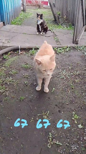 Котик 67!