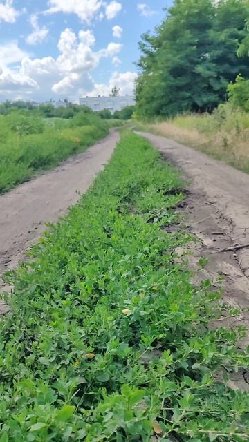 летнее