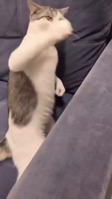 Пранк над Кошкой😅