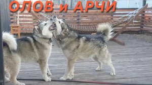 14-07-2026 Любимые собаки сына.