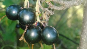 Компот без сахара из лесной смородины