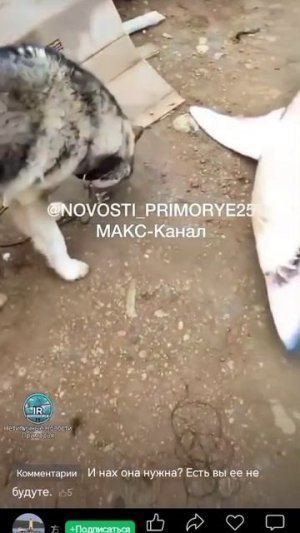 Голубая Акула