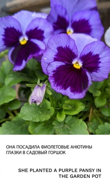 Анютины глазки смотреть онлайн