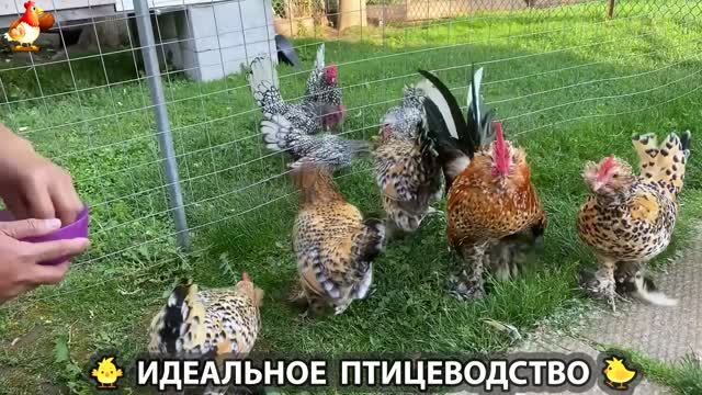 Идеальное птицеводство достойно восхищения 🐓🦆🦢🦚🦃🐔 эпизод (515) смотреть онлайн