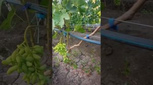 Дамский угодник, Полтавский маникюр, Терра, Василёк, Фреш мускат, Бронислав, кш Молочный и др. формы